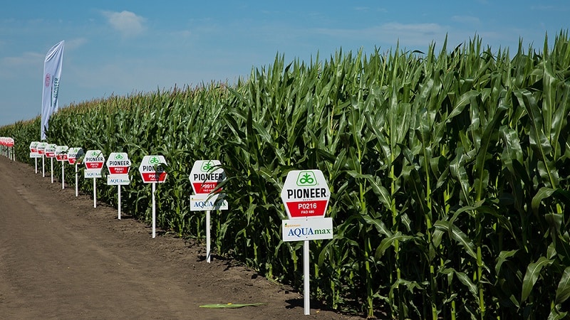 The best varieties of Pioneer corn seeds: characteristics, prices and selection tips