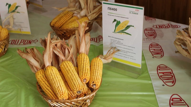 The best varieties of Pioneer corn seeds: characteristics, prices and selection tips