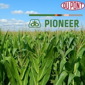 The best varieties of Pioneer corn seeds: characteristics, prices and selection tips