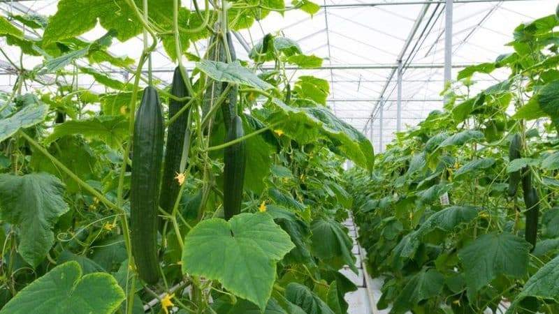 The best varieties of shade-tolerant cucumbers for the greenhouse