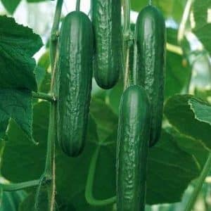 The best varieties of shade-tolerant cucumbers for the greenhouse