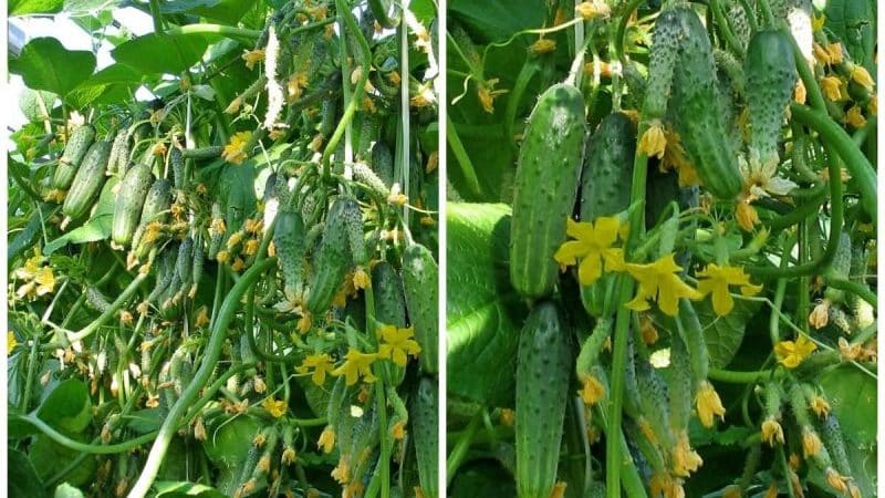 The best varieties of shade-tolerant cucumbers for the greenhouse