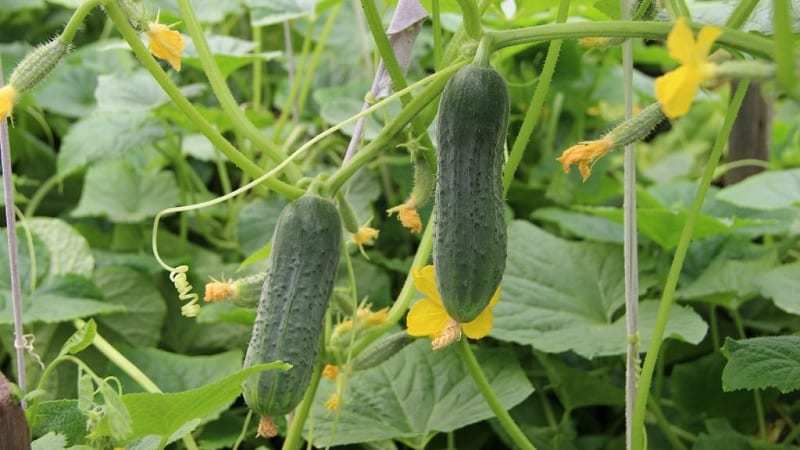 A bee-pollinated variety of cucumbers loved by gardeners. Elegant for growing in greenhouses and open ground.