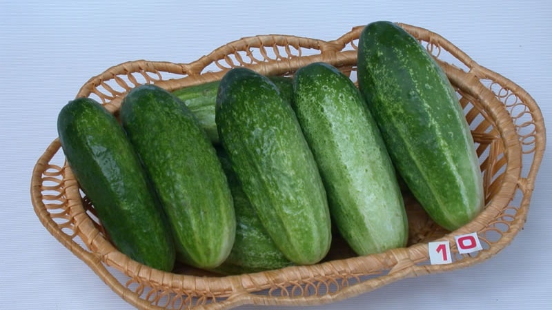 A bee-pollinated variety of cucumbers loved by gardeners. Elegant for growing in greenhouses and open ground.