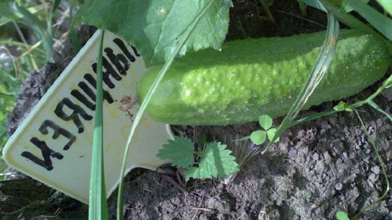 A bee-pollinated variety of cucumbers loved by gardeners. Elegant for growing in greenhouses and open ground.