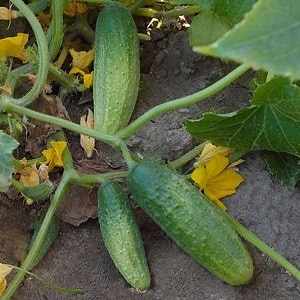 A bee-pollinated variety of cucumbers loved by gardeners. Elegant for growing in greenhouses and open ground.