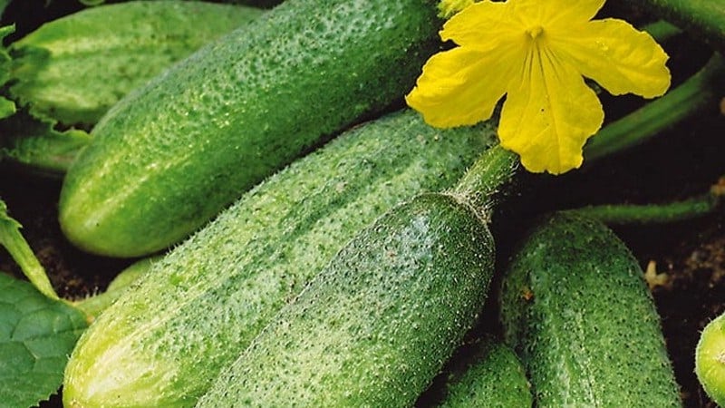 A bee-pollinated variety of cucumbers loved by gardeners. Elegant for growing in greenhouses and open ground.