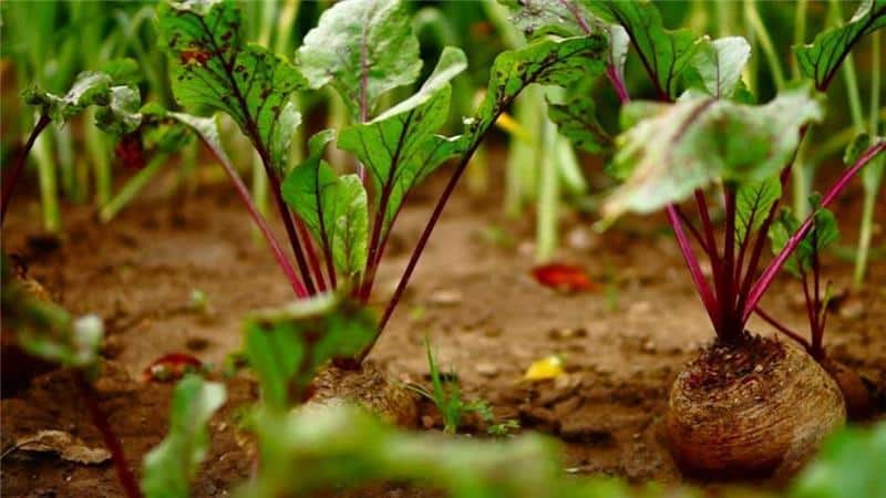Is it possible and necessary to hill beets: we understand the issue and study the general rules for growing root vegetables