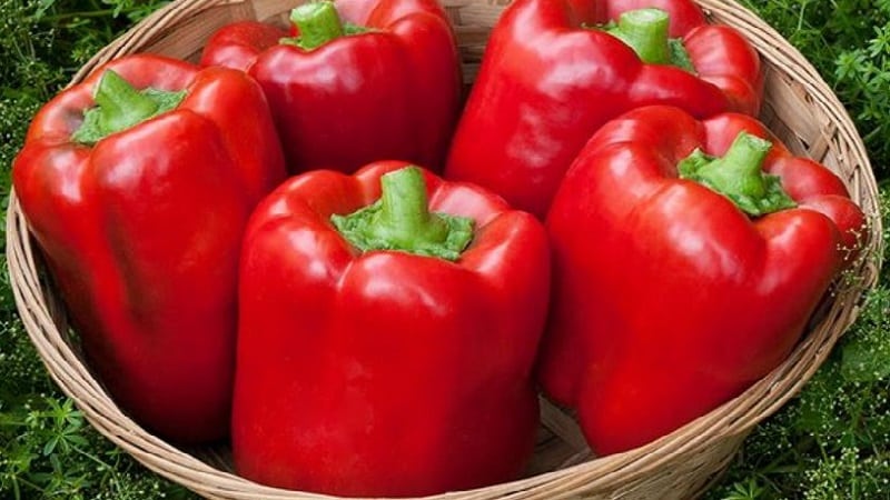 The envy of neighbors and the delight of owners is the California Miracle pepper variety with an ideal look and great taste.