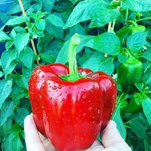 The envy of neighbors and the delight of owners is the California Miracle pepper variety with an ideal look and great taste.