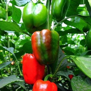 The envy of neighbors and the delight of owners is the California Miracle pepper variety with an ideal look and great taste.