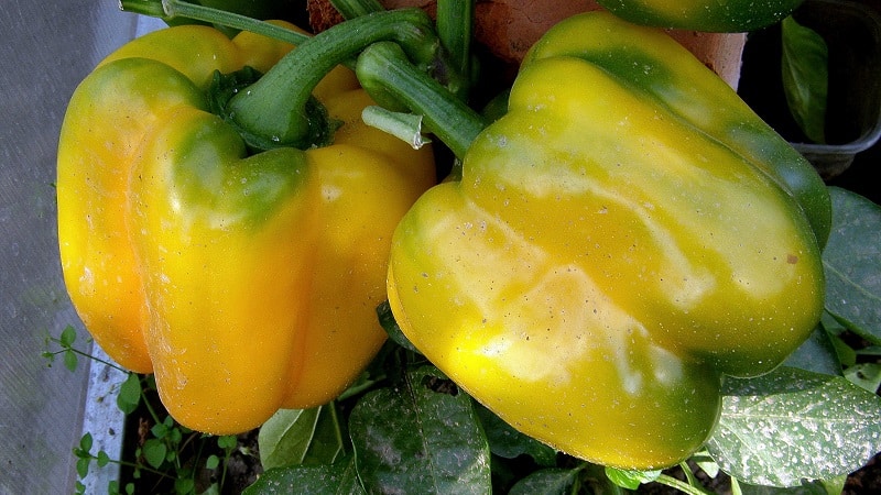 The envy of neighbors and the delight of owners is the California Miracle pepper variety with an ideal look and great taste.