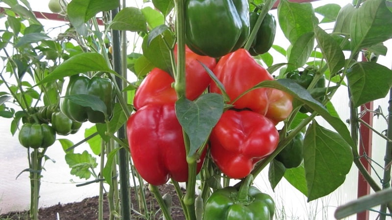 The envy of neighbors and the delight of owners is the California Miracle pepper variety with an ideal look and great taste.