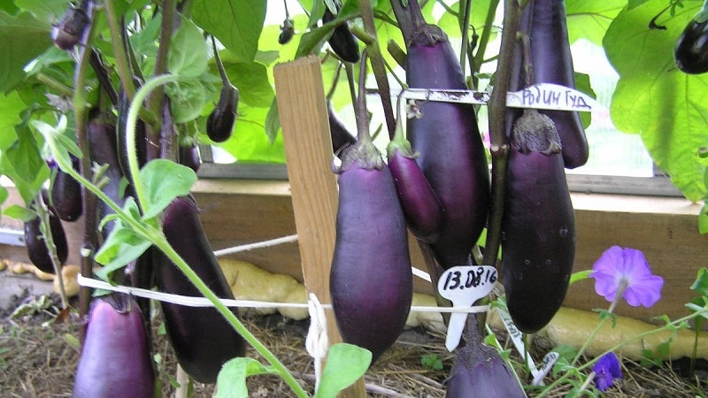 Unpretentious eggplant variety Robin Hood - ideal for beginning farmers