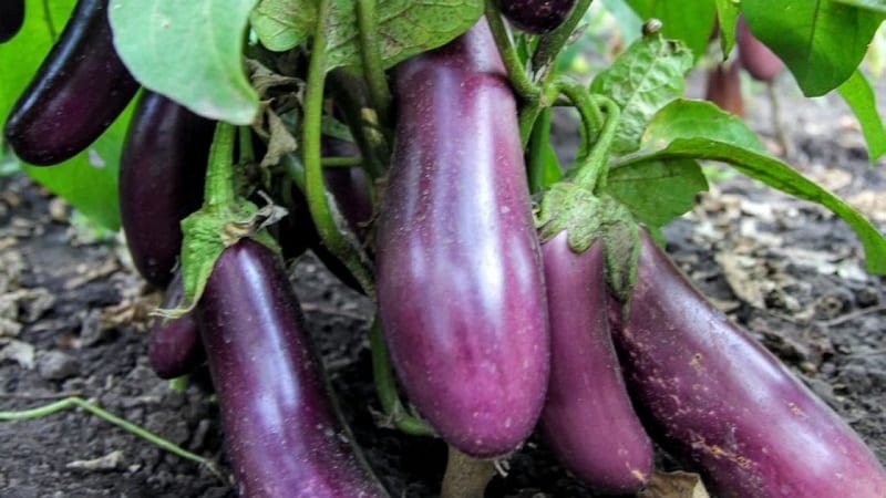 Unpretentious eggplant variety Robin Hood - ideal for beginning farmers