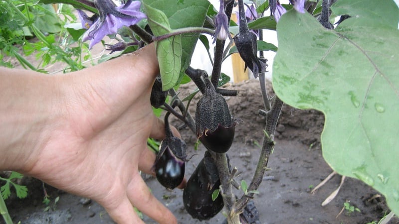 Unpretentious eggplant variety Robin Hood - ideal for beginning farmers