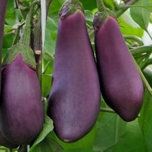 Unpretentious eggplant variety Robin Hood - ideal for beginning farmers