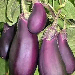 Unpretentious eggplant variety Robin Hood - ideal for beginning farmers