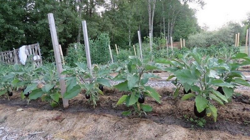 Unpretentious eggplant variety Robin Hood - ideal for beginning farmers