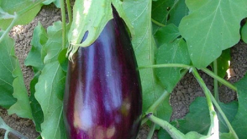Unpretentious eggplant variety Robin Hood - ideal for beginning farmers