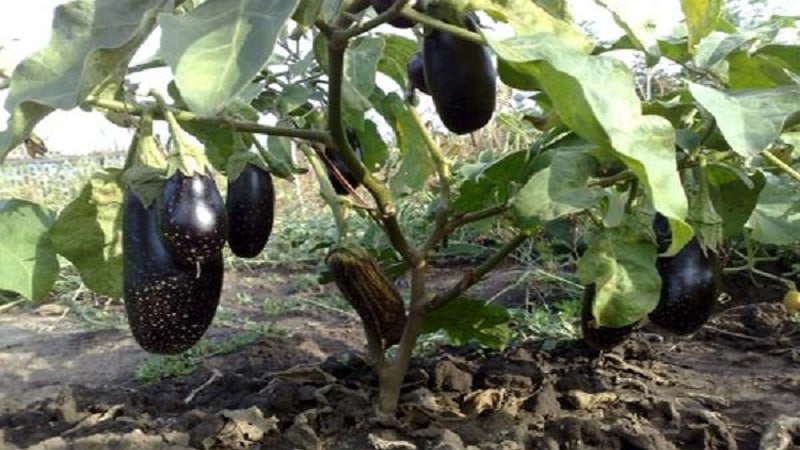 Unpretentious eggplant variety Robin Hood - ideal for beginning farmers