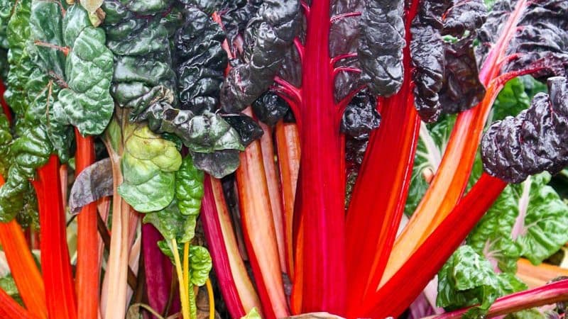 Is it necessary and possible to pluck leaves from beets during growth: consider the feasibility and learn how to do it