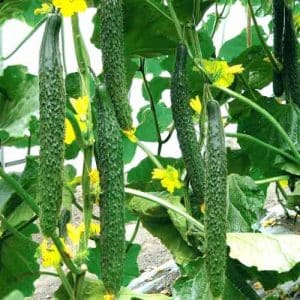 Very tasty and aromatic Alligator cucumber for fresh consumption