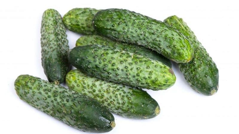 Review of Furor cucumbers: advantages and disadvantages, crop characteristics and growing tips