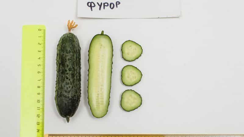 Review of Furor cucumbers: advantages and disadvantages, crop characteristics and growing tips