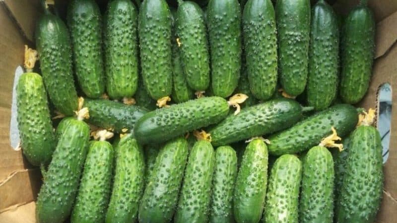 Review of Furor cucumbers: advantages and disadvantages, crop characteristics and growing tips