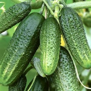Hybrid cucumber Grandma's granddaughter f1: description and features of agricultural technology