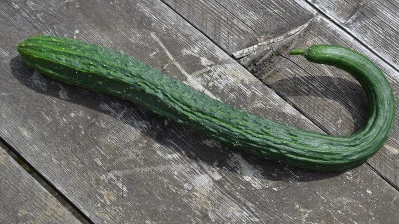How to grow long Chinese snake cucumbers of an unusual shape and break yield records on your plot