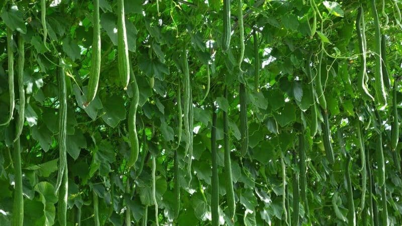 How to grow long Chinese snake cucumbers of an unusual shape and break yield records on your plot