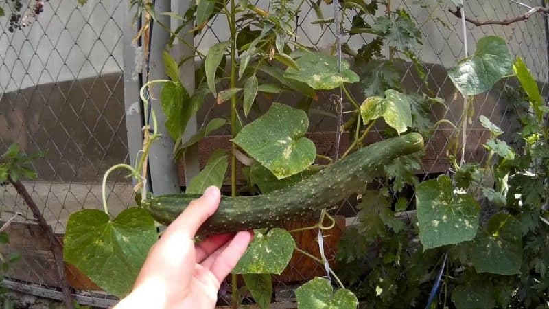How to grow long Chinese snake cucumbers of an unusual shape and break yield records on your plot