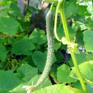 How to grow long Chinese snake cucumbers of an unusual shape and break yield records on your plot