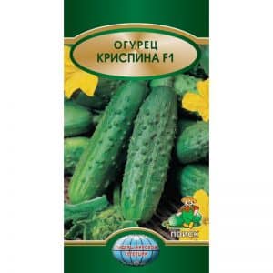 Unpretentious, productive and tasty Crispina cucumber from Dutch breeders