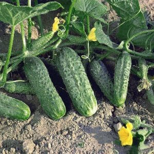 Unpretentious, productive and tasty Crispina cucumber from Dutch breeders