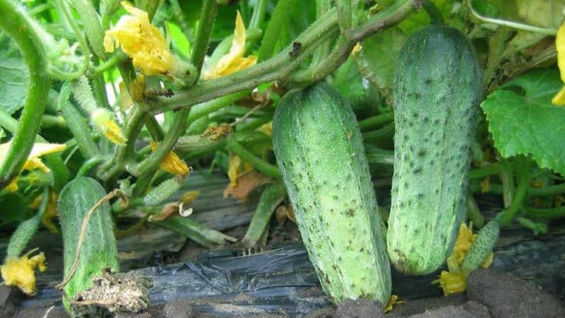 Unpretentious, productive and tasty Crispina cucumber from Dutch breeders