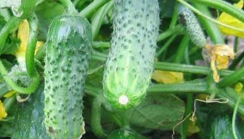 Unpretentious, productive and tasty Crispina cucumber from Dutch breeders