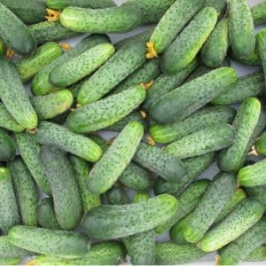 Unpretentious, productive and tasty Crispina cucumber from Dutch breeders