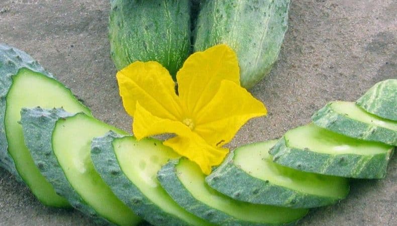 Unpretentious, productive and tasty Crispina cucumber from Dutch breeders