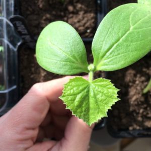 Mid-season, bee-pollinated cucumber Rodnichok from Moldavian breeders