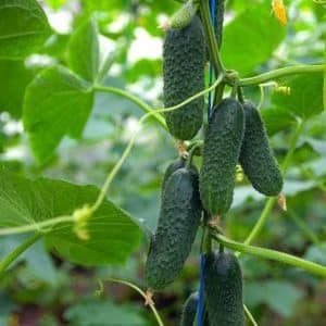 What is good about the Tumi cucumber and why it is worth growing it on your own plot