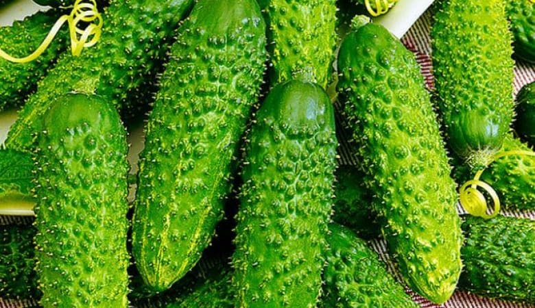 What is good about the Tumi cucumber and why it is worth growing it on your own plot