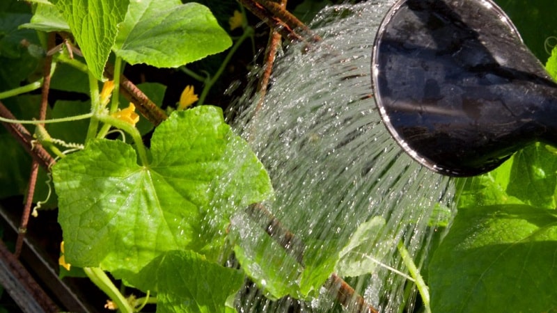 Hybrid cucumber Grandma's granddaughter f1: description and features of agricultural technology