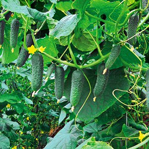Hybrid early-ripening cucumber hybrid Gunnar: characteristics and cultivation techniques
