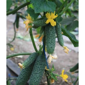 Hybrid early-ripening cucumber hybrid Gunnar: characteristics and cultivation techniques