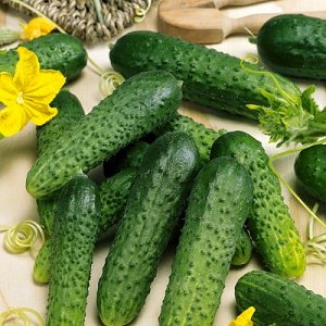 Hybrid early-ripening cucumber hybrid Gunnar: characteristics and cultivation techniques