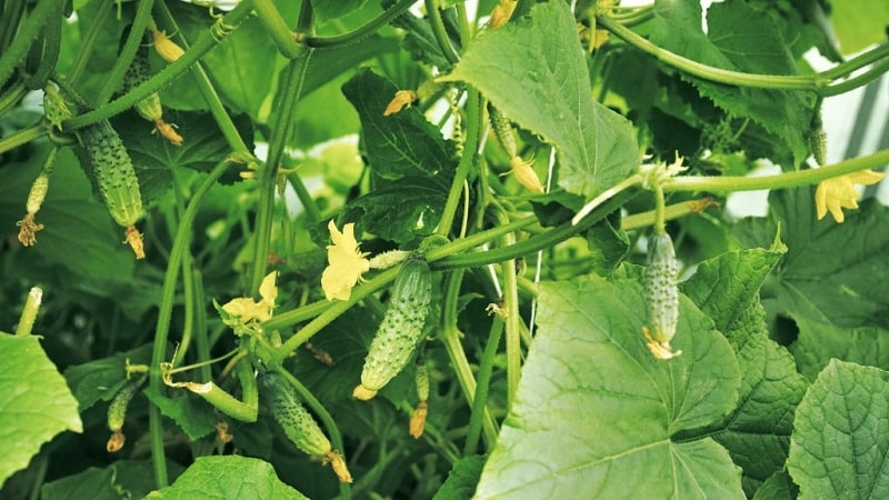 A hothouse hybrid with a beautiful name and a bountiful harvest - Emerald earrings cucumbers