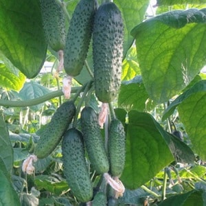 A hothouse hybrid with a beautiful name and a bountiful harvest - Emerald earrings cucumbers